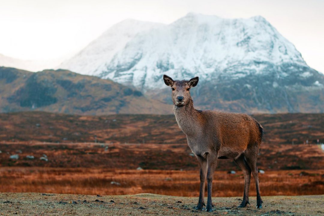 The Changing Seasons of Scotland