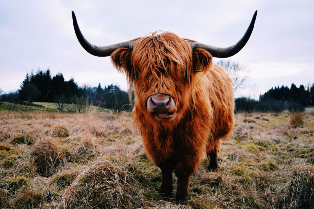 Highland-Cow-Scotland