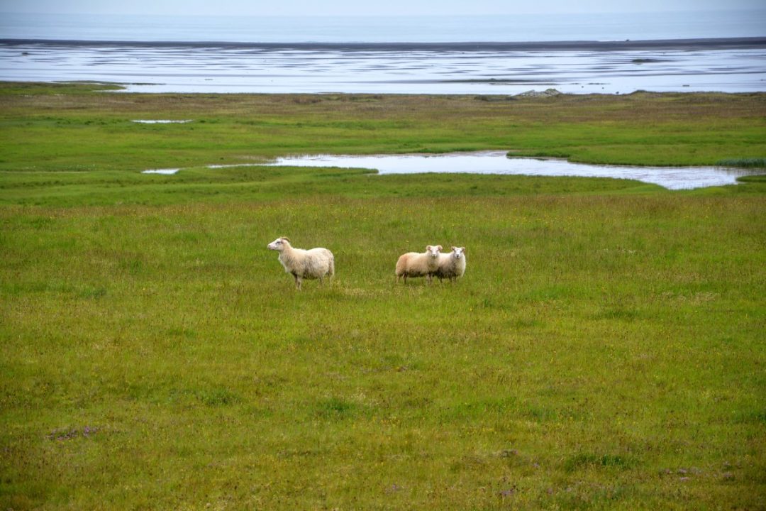 Icelandic-Sheep