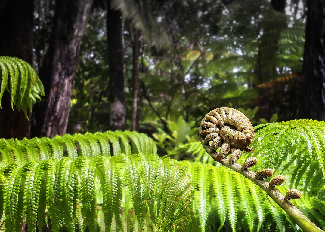 Fern-Grotto-Kauai