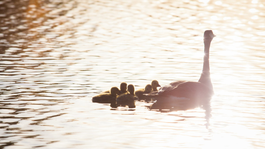 Mother’s Day Around the World
