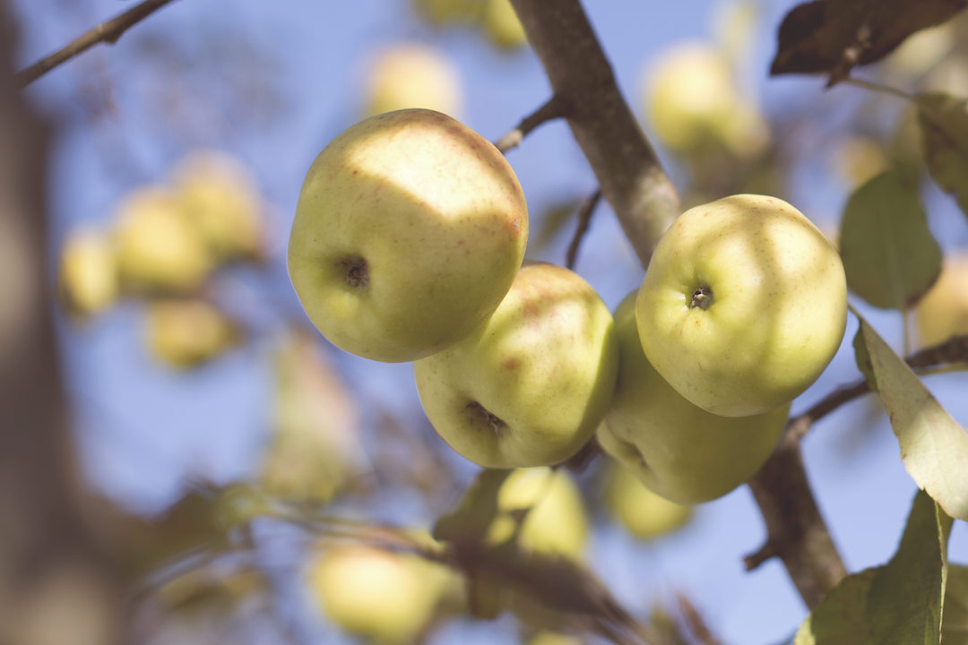 applepicking