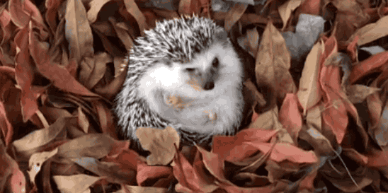 hedgehogfall