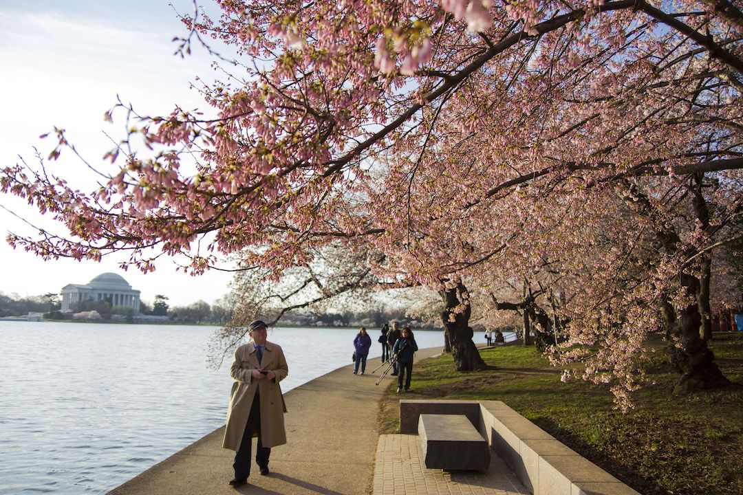 cherryblossoms-compressor