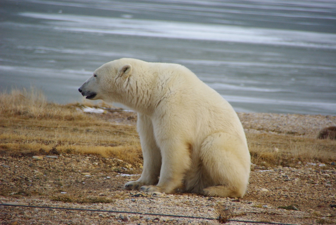 Photo credit: Martin Lopatka via Visual hunt / CC BY-SA