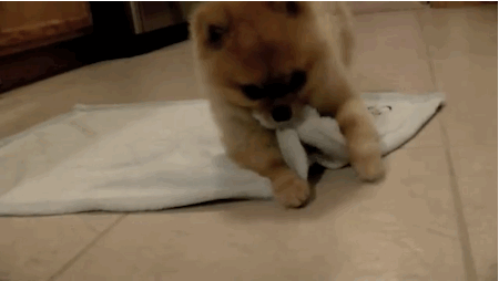 puppyrollblanket