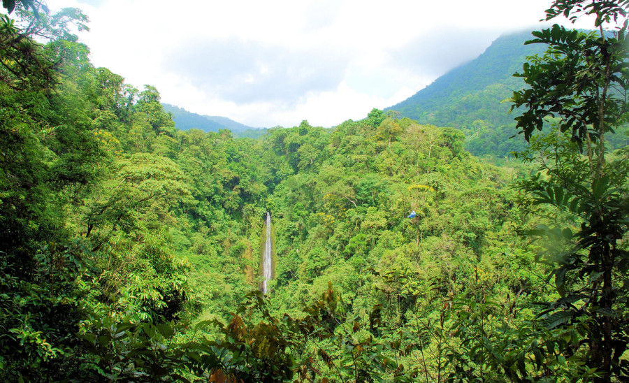 costa rica forest