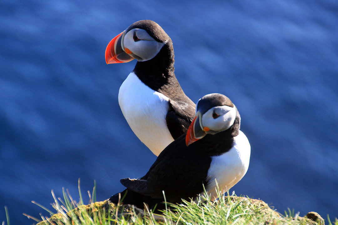 Puffins-Iceland