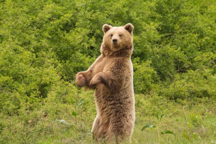 natural greece bear
