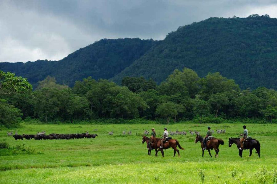 horse tanzania
