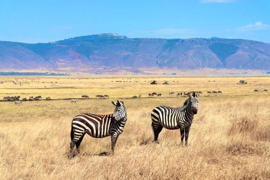 zebras