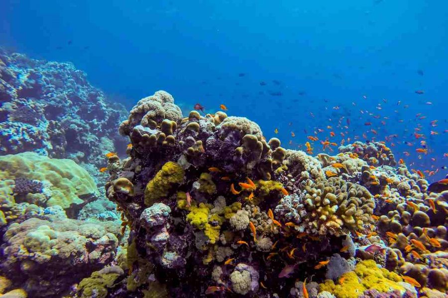 Coral reef