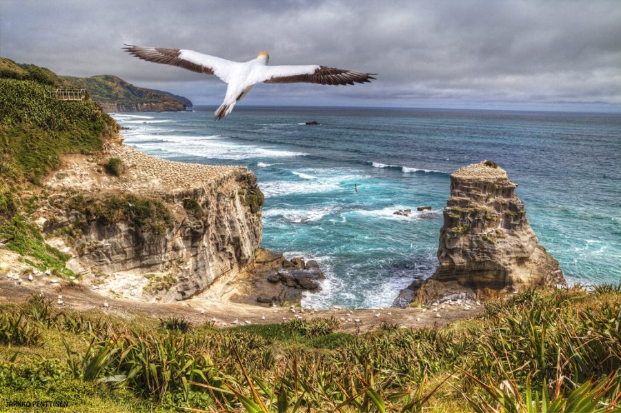 Gannet colony, Muriwai
