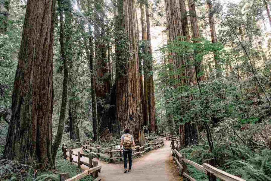 Redwoods USA
