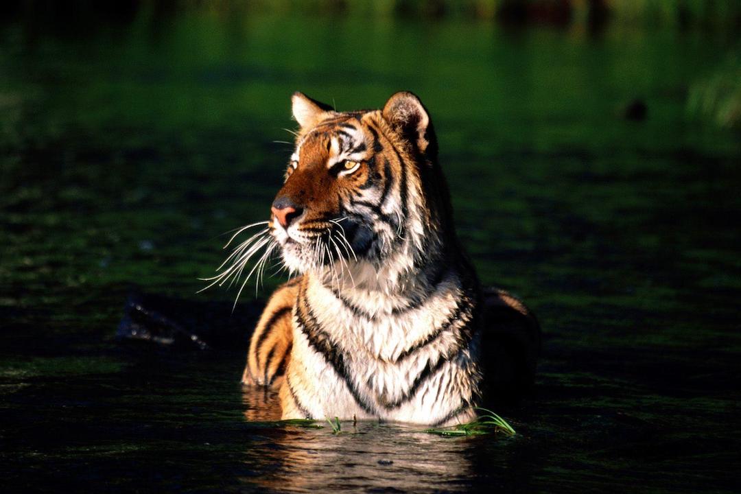 Bengal-Tiger-Nepal