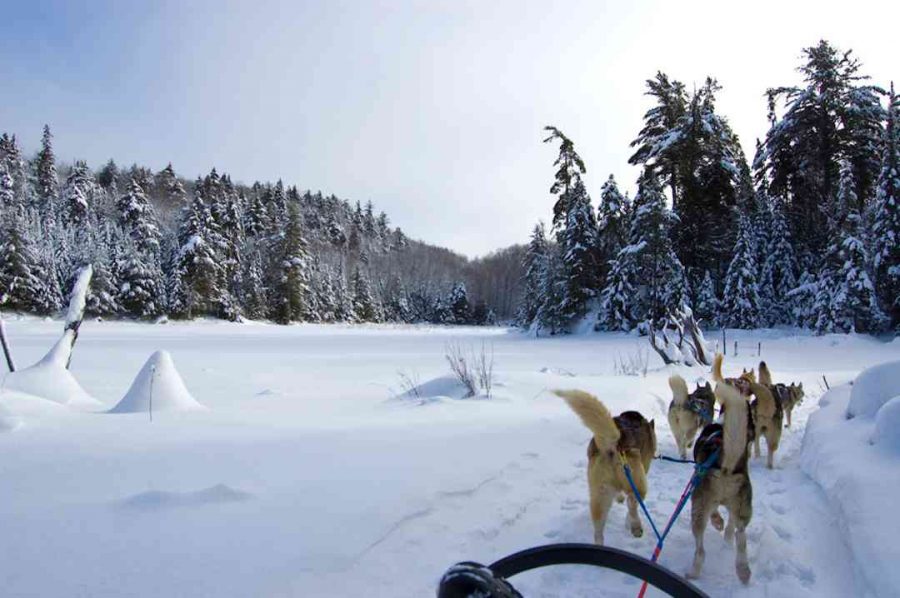 Dog Sledding