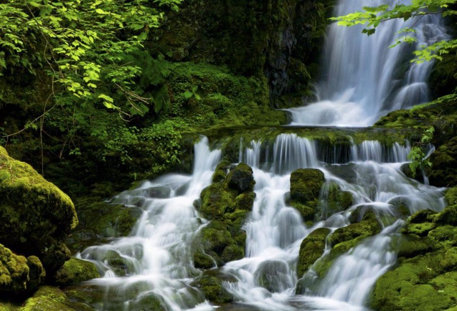 Dickson Falls and Fundy National Park is an excellant example of the North American Acadian Forest ecology.