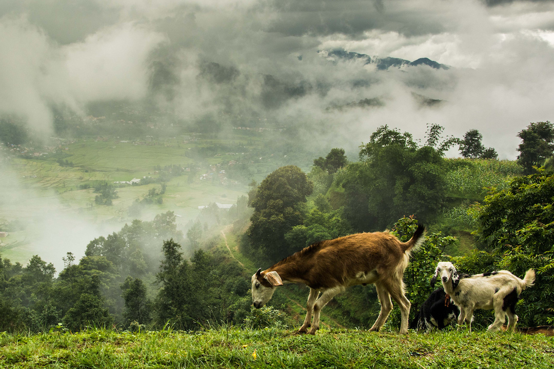Goats-in-Nepal