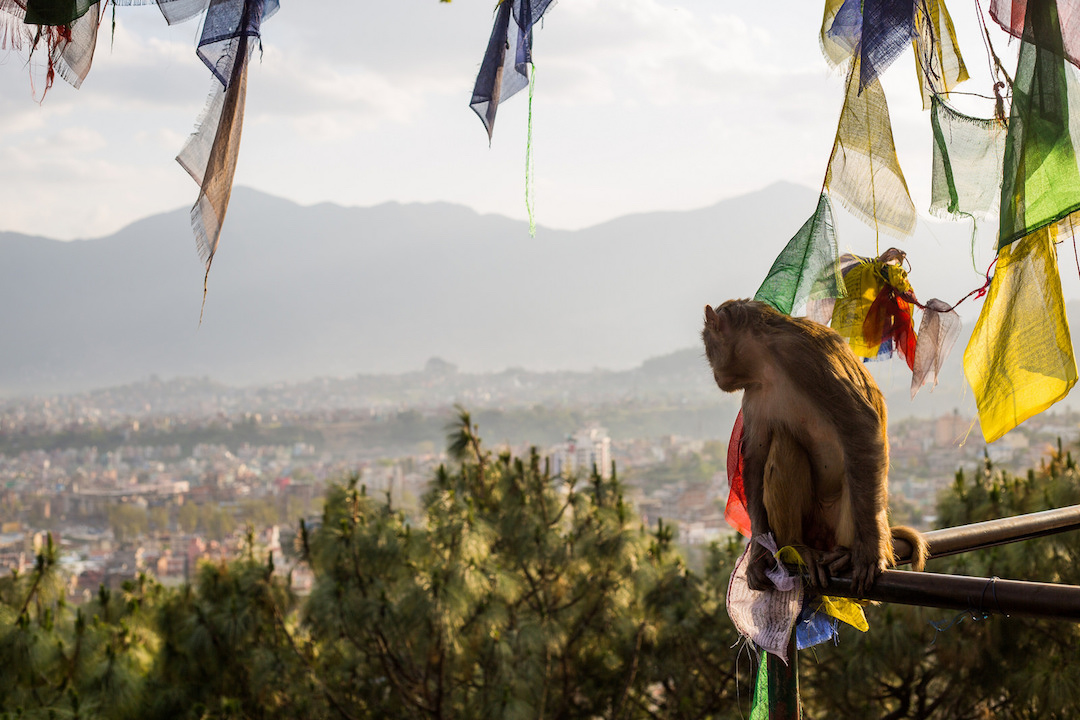 Monkey-in-Nepal