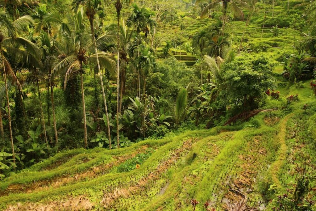 Rice fields in Ubud, Bali
