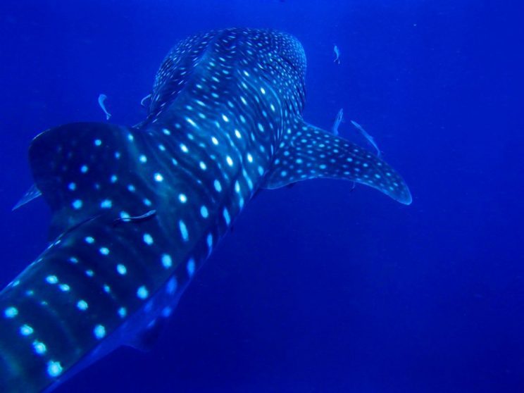 Most Beautiful Places To Get Scuba Certified In Thailand