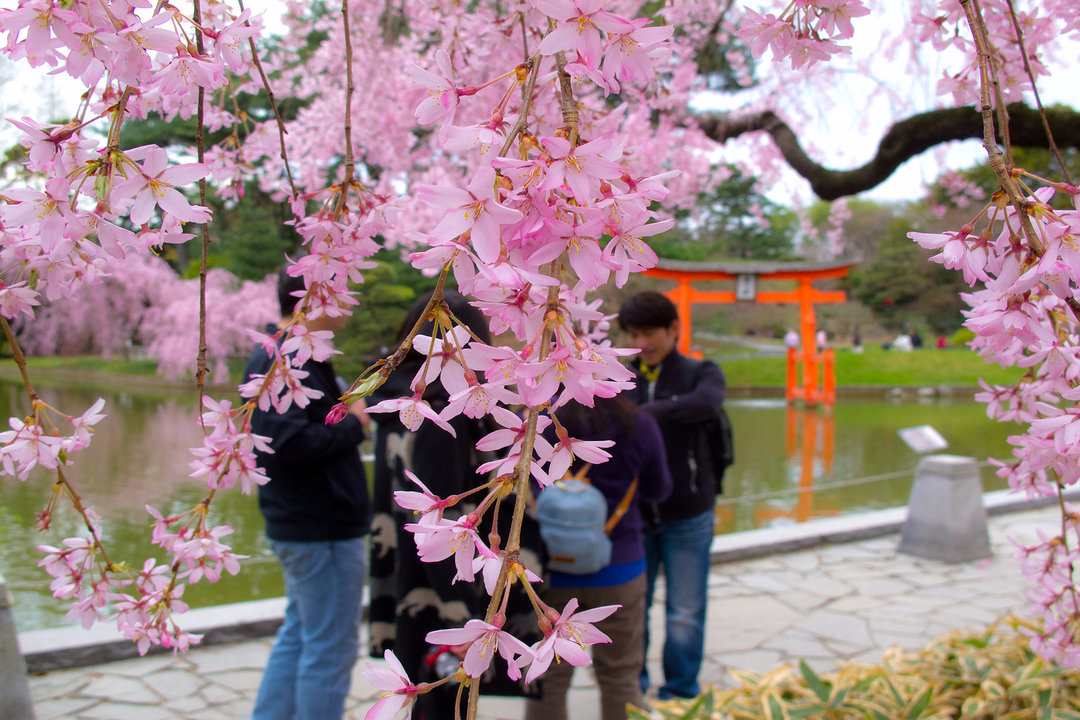 best places to see cherry blossoms