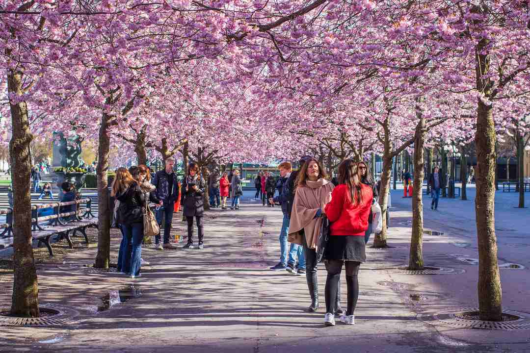 Stockholm Cherry Blossom
