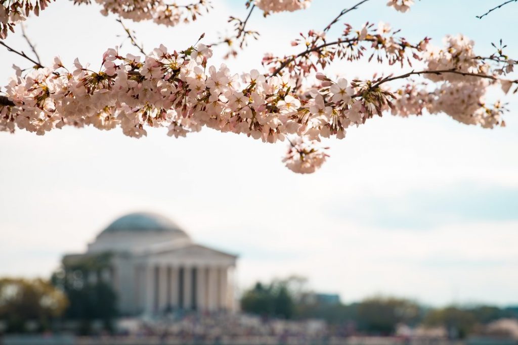 11 of the Best Places to See Cherry Blossoms Bloom