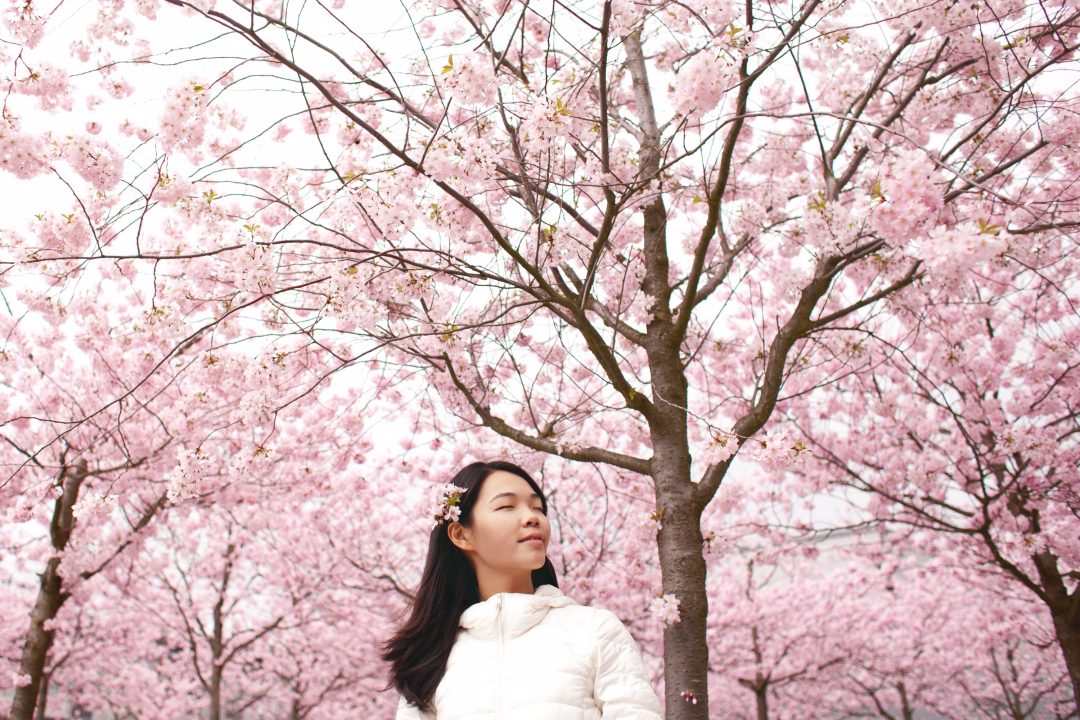 cherry blossom in japan