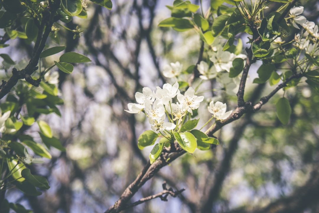 How to Take the Best Photos of Cherry Blossoms on a Smartphone