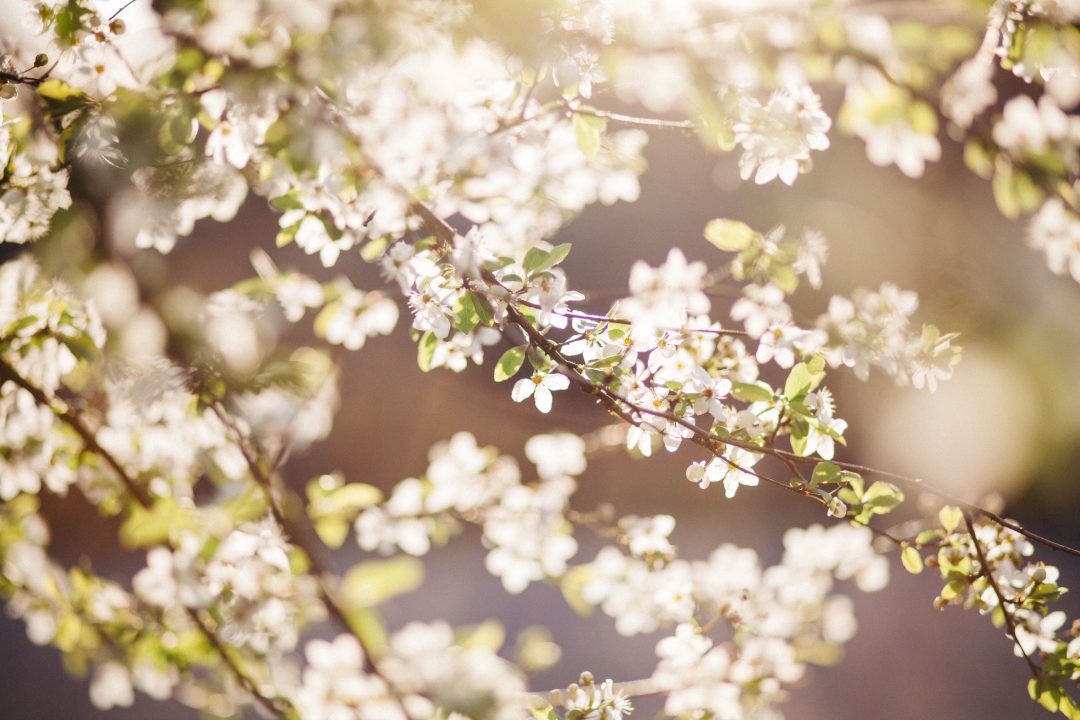 cherry blossom