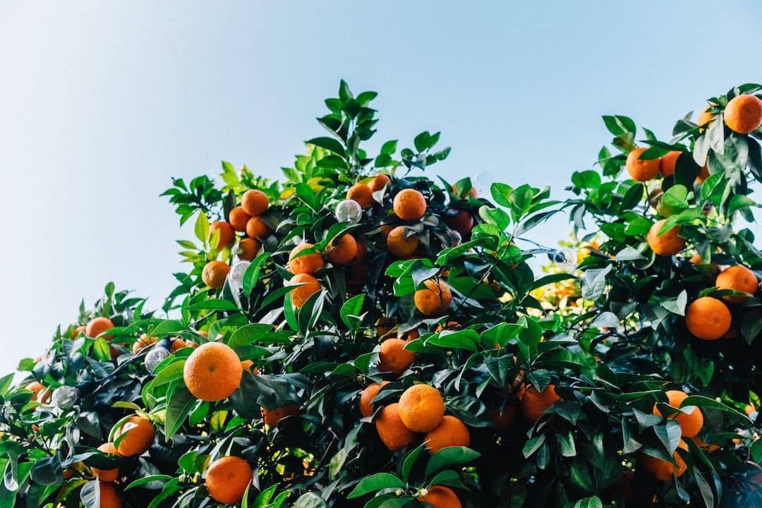 oranges in italy