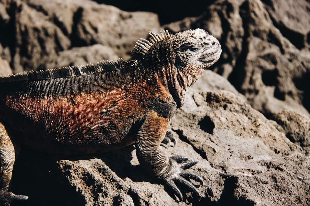 Galapagos Vs Madagascar