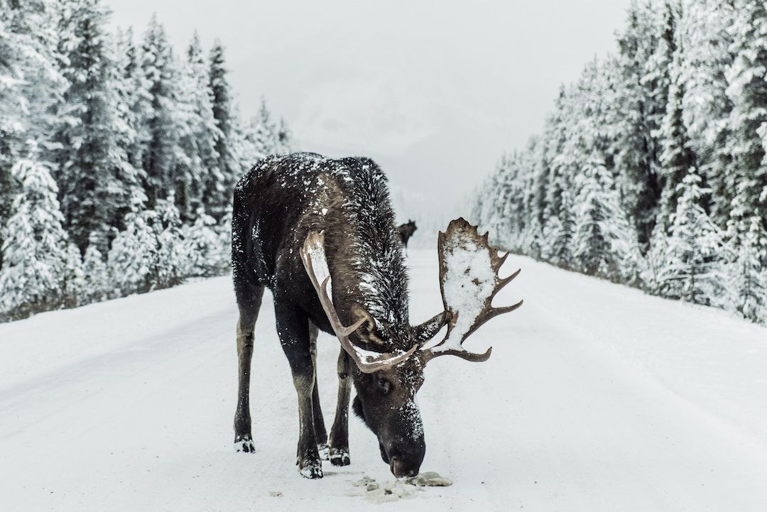 Moose Canada