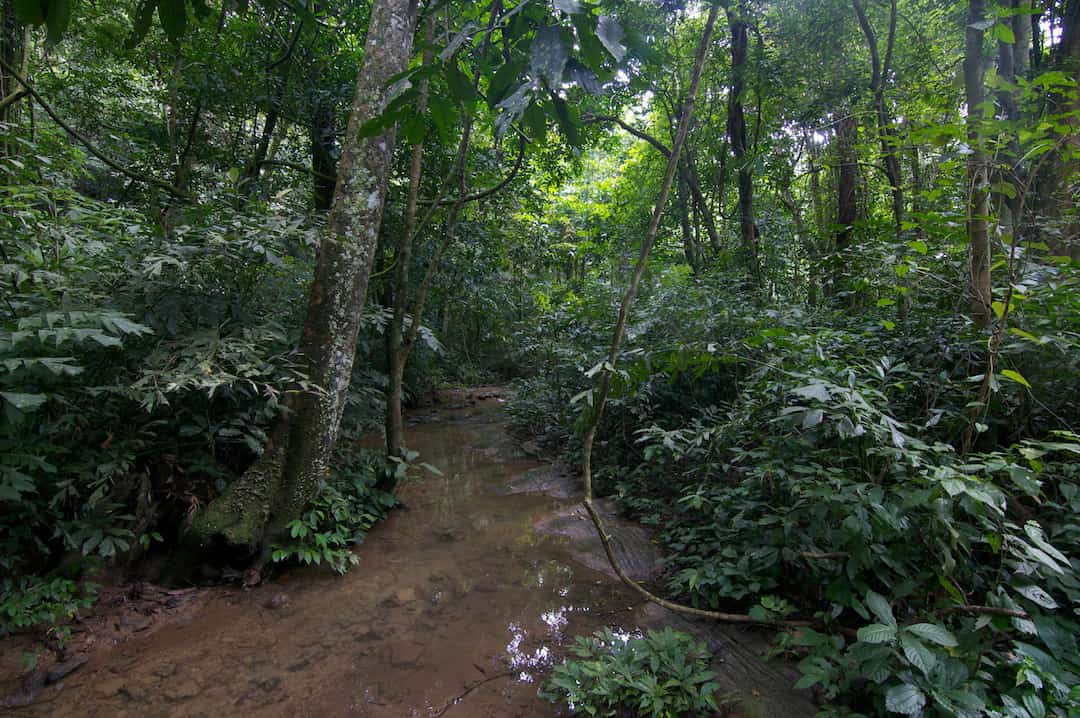 Vietnamese jungle