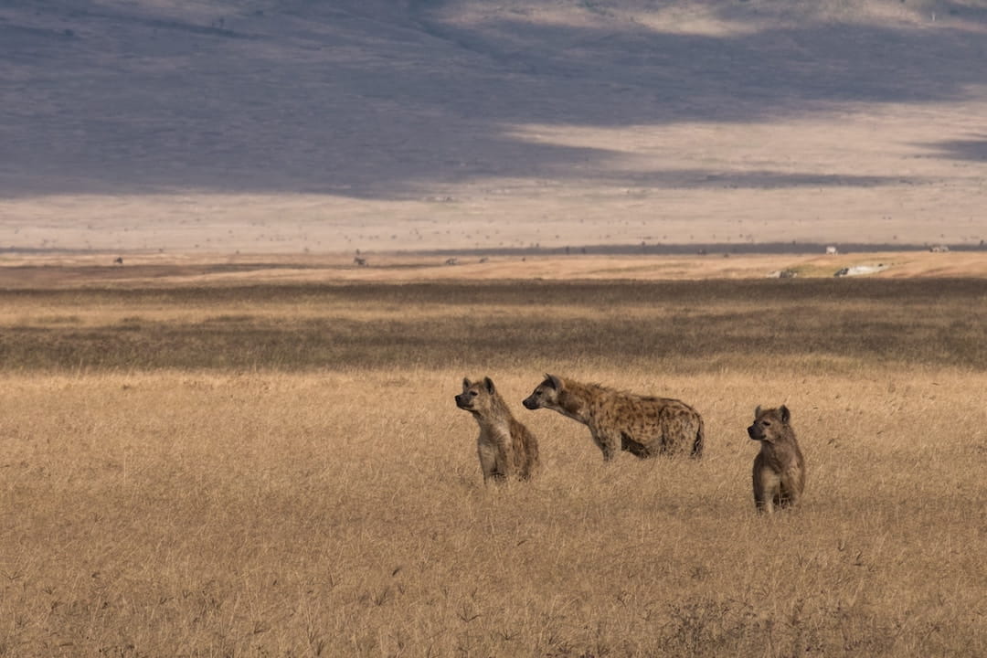 What to Pack for a Safari Tour in Tanzania