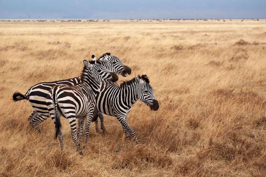 What to Pack for a Safari Tour in Tanzania