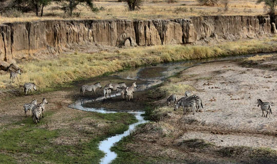 What to Pack for a Safari Tour in Tanzania
