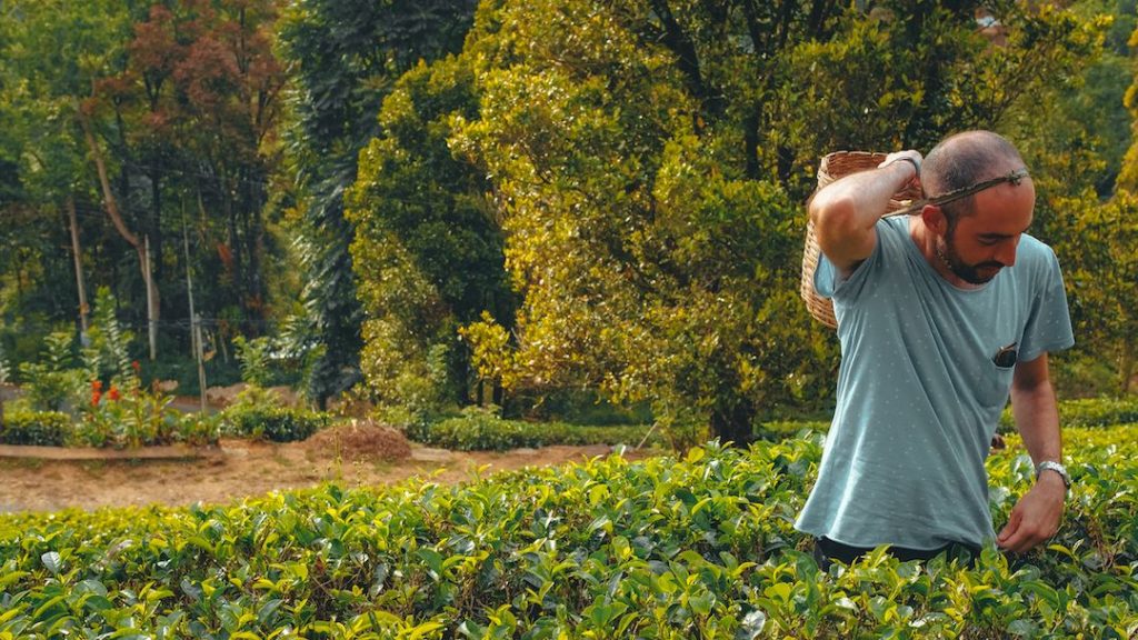 Traveller with a basket on his back amongst a grove of tea leaves