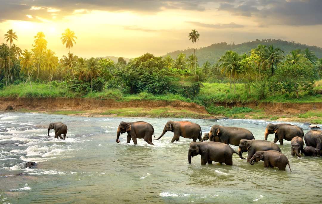 Backpacker's guide to Sri Lanka