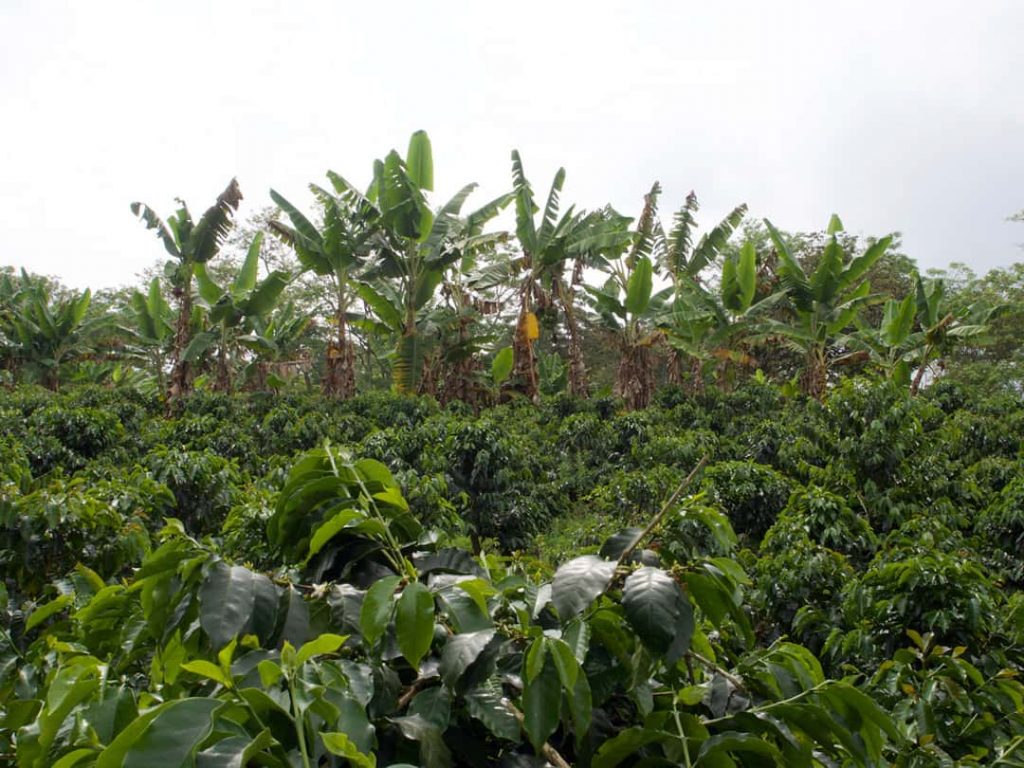 Coffee tours in Colombia