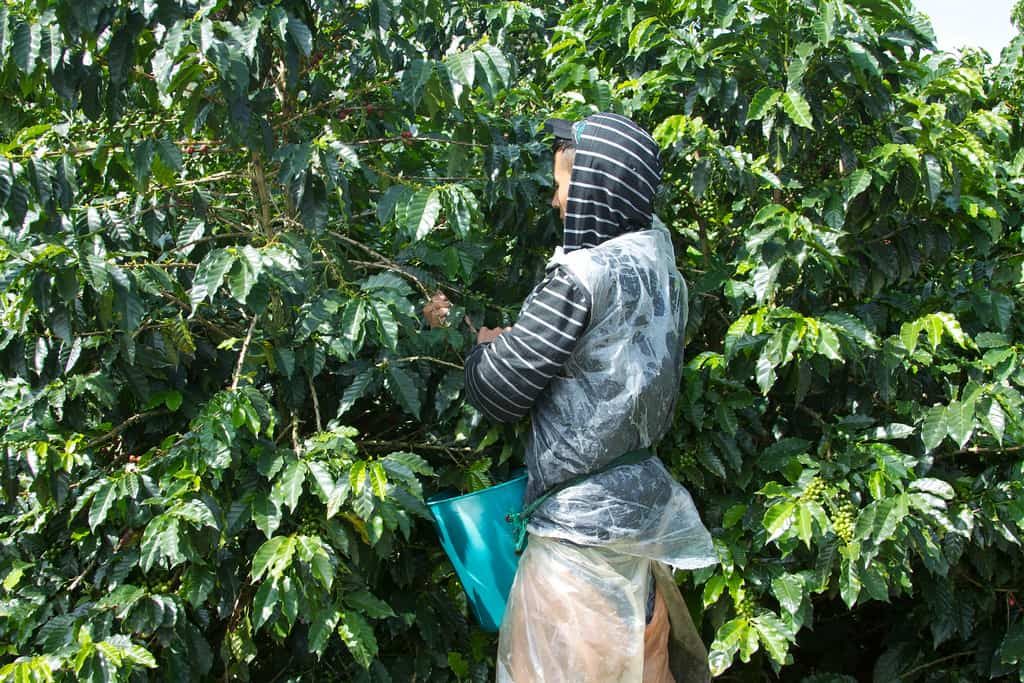 Coffee tours in Colombia