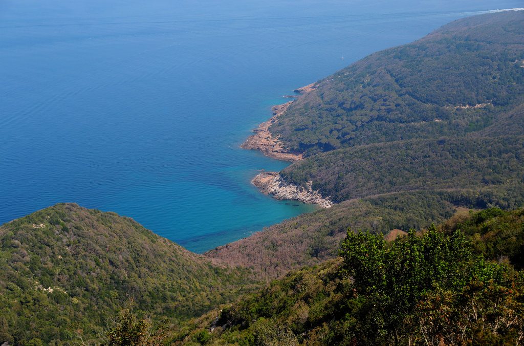 Pristine blue waters and lush pine trees on the coast of the small island of Elba