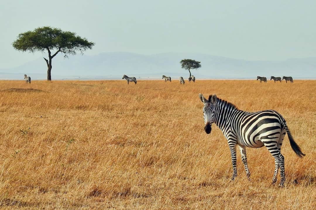 Zebra in Africa - South Africa vs Tanzania