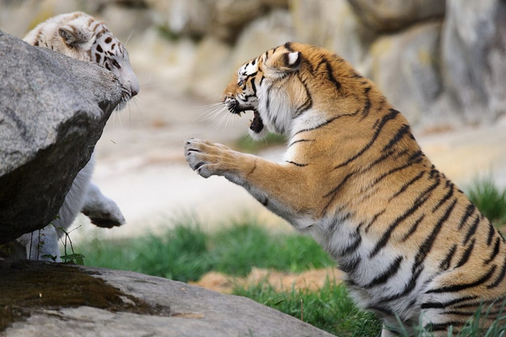 Two bengal tigers playing at a reserve