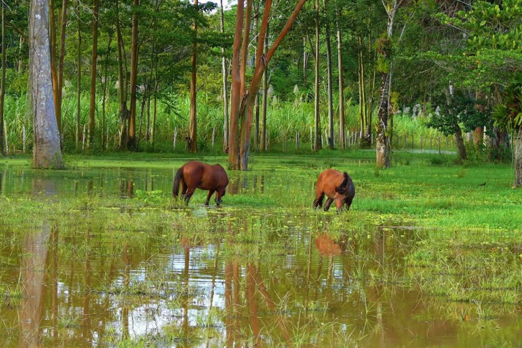 Horses grazing in the Amazon River, Iquitos
