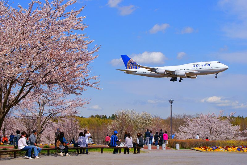 A plane descends inTokyo while the cherry trees in Narita are in full bloom