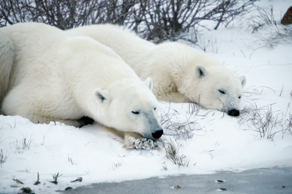 Polar bears Churchill Manitoba