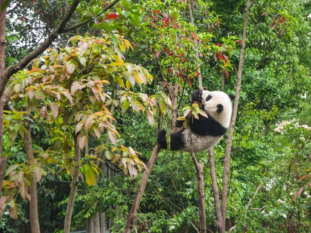 Panda in the tree in China at Chengdu