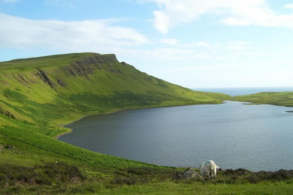 A sheep grazes by the water in the Isle of Skye